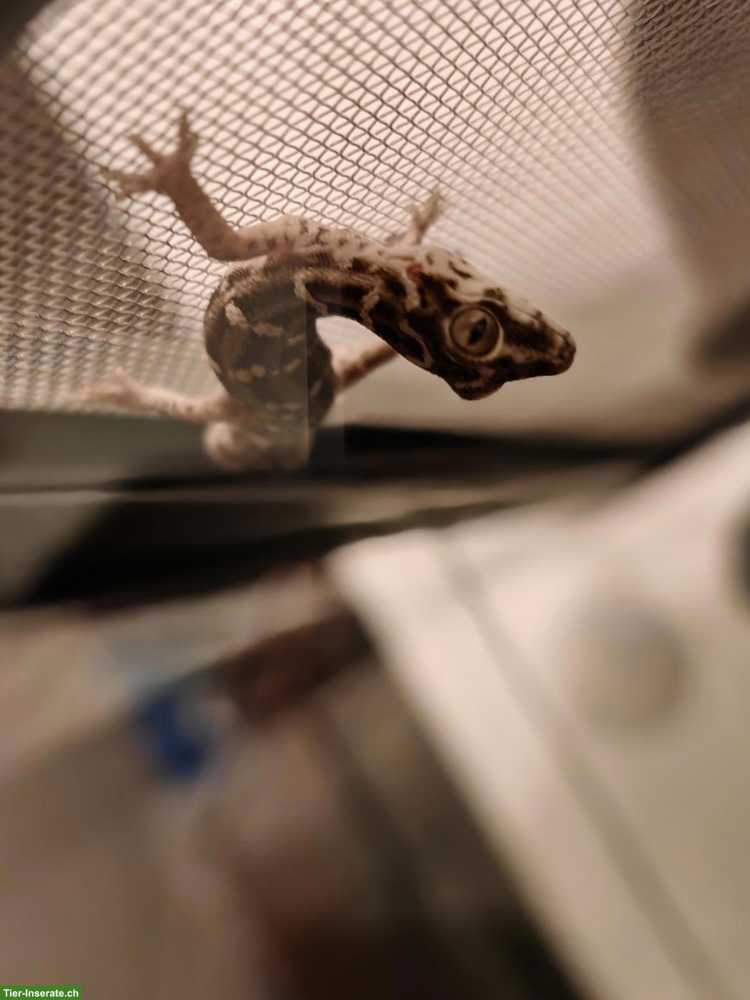 Bild 8: Rübenschwanz-Viperngecko Männchen abzugeben
