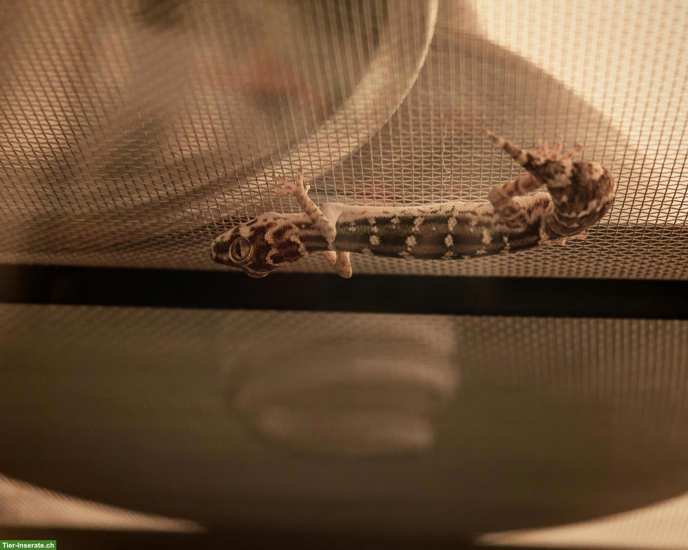 Bild 9: Rübenschwanz-Viperngecko Männchen abzugeben