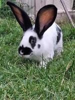 Kaninchen zu verkaufen