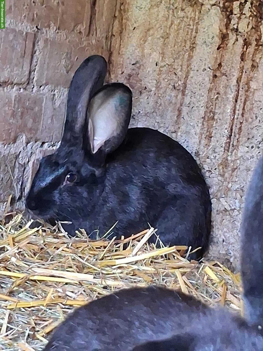 Bild 3: Kaninchen zu verkaufen
