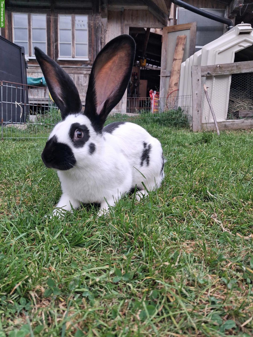 Bild 4: Kaninchen zu verkaufen