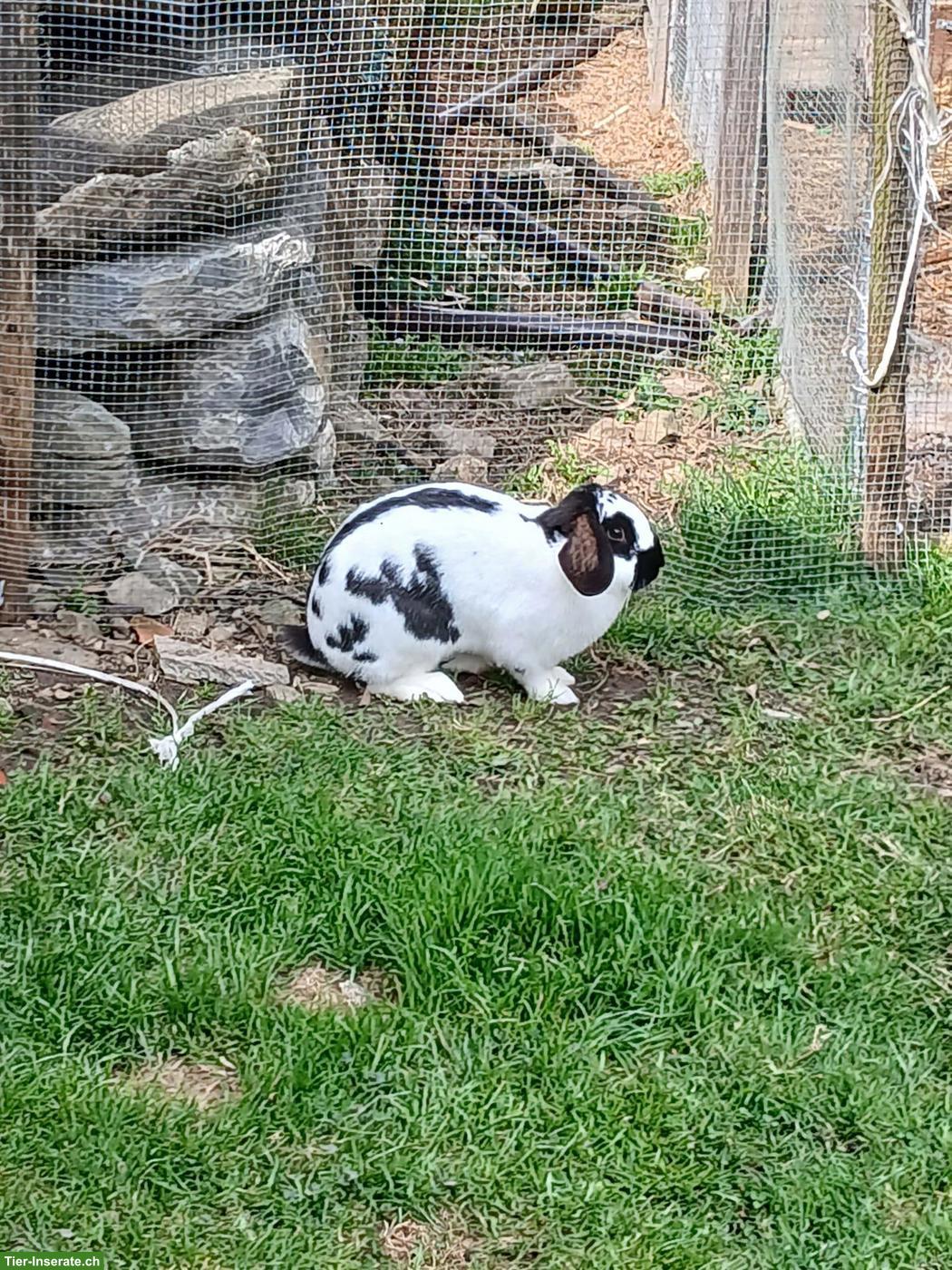 Bild 5: Kaninchen zu verkaufen