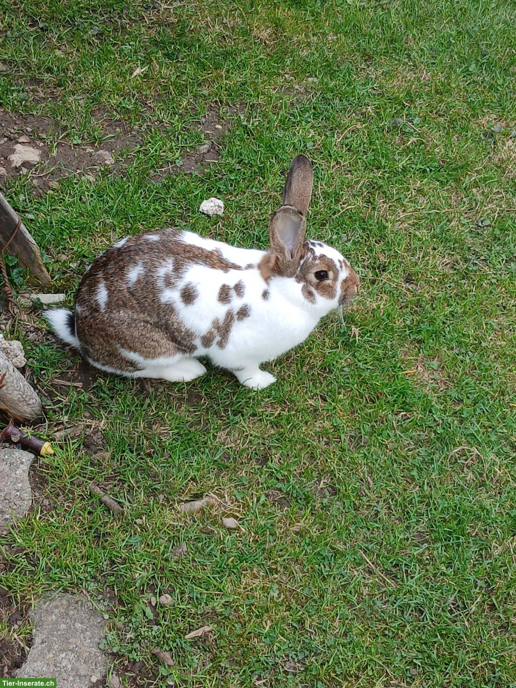 Bild 6: Kaninchen zu verkaufen