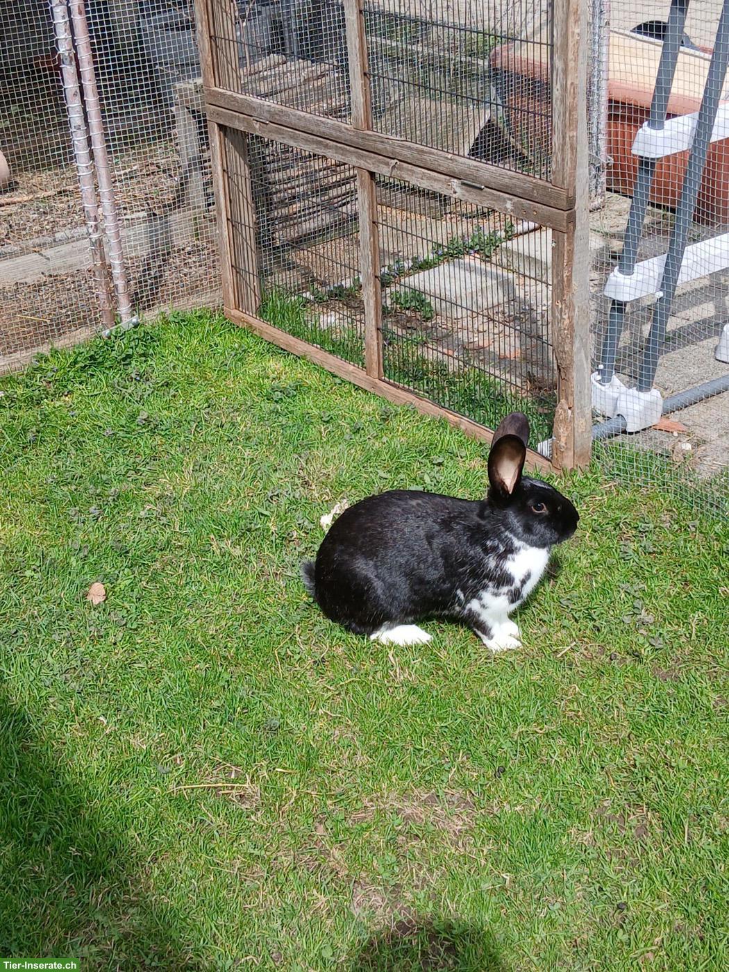 Bild 7: Kaninchen zu verkaufen