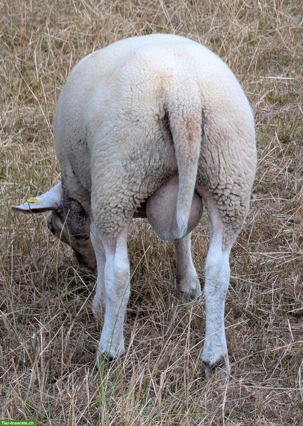Bild 2: Junge Texel Schafböcke zu verkaufen