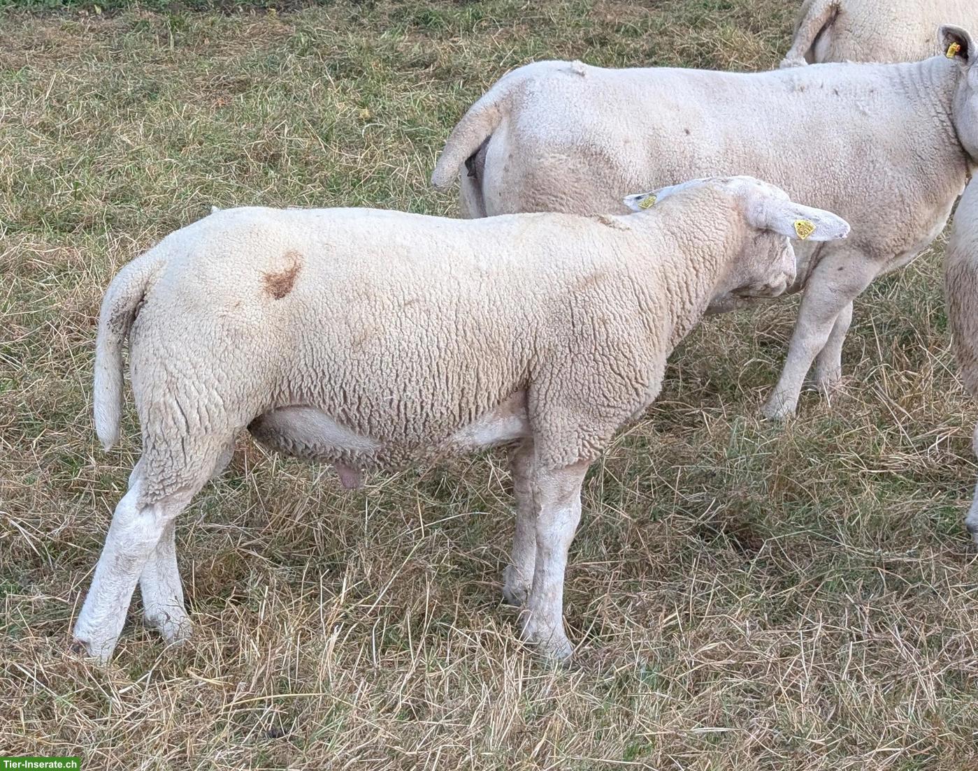 Bild 7: Junge Texel Schafböcke zu verkaufen
