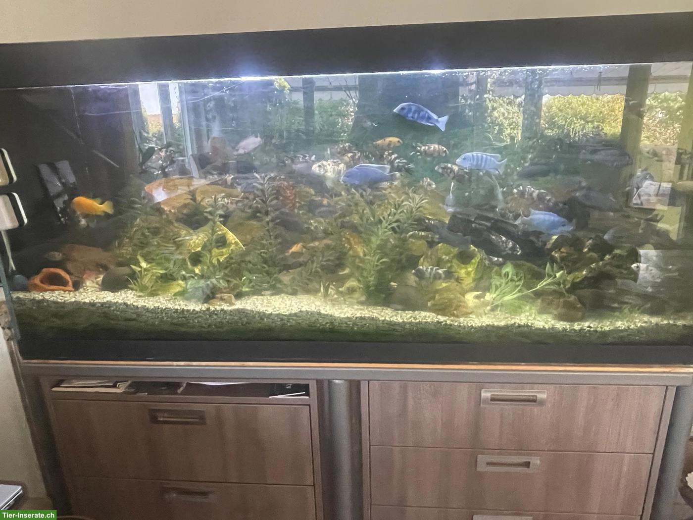 Aquarium komplett mit Unterbau & Fischen