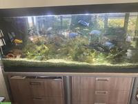 Aquarium komplett mit Unterbau & Fischen