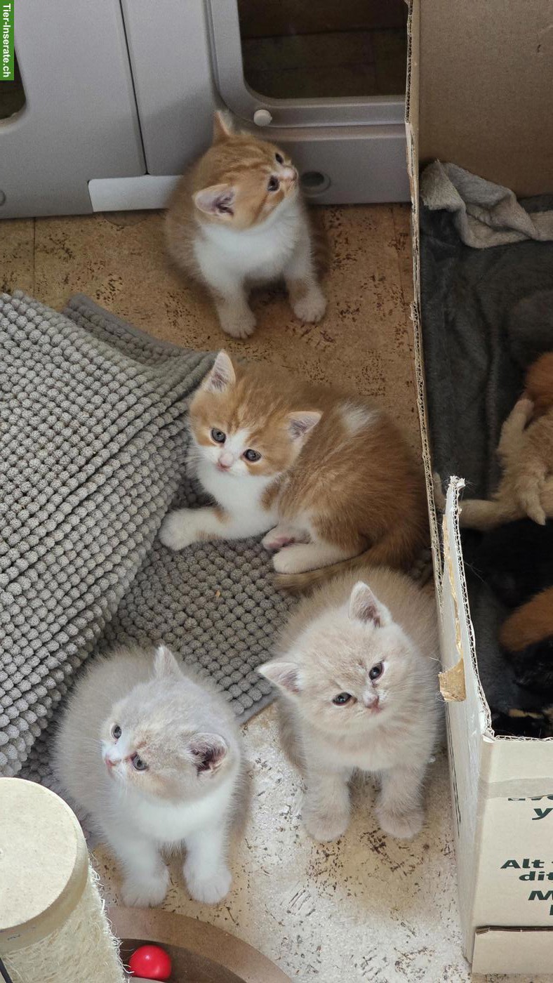 BKH Kitten mit Stammbaum vom Züchter