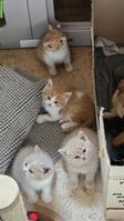 BKH Kitten mit Stammbaum vom Züchter