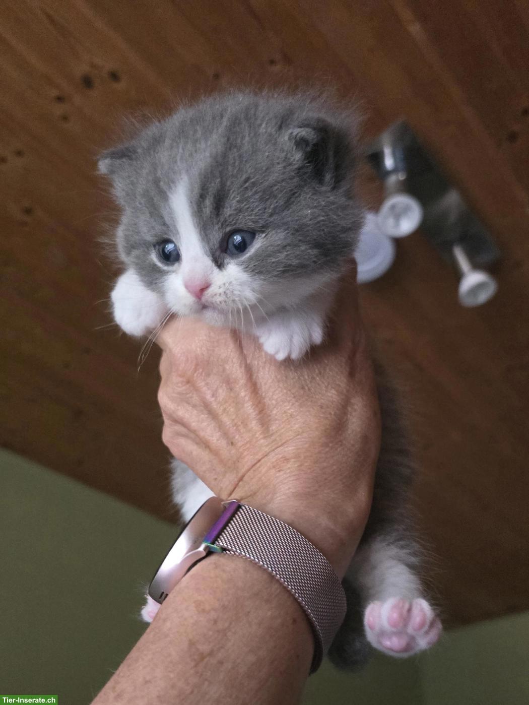 Bild 10: BKH Kitten mit Stammbaum vom Züchter