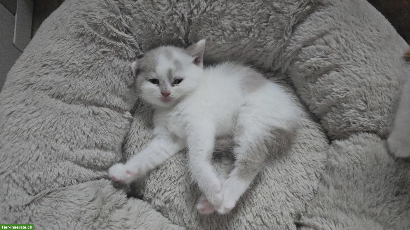 Bild 2: BKH Kitten mit Stammbaum vom Züchter