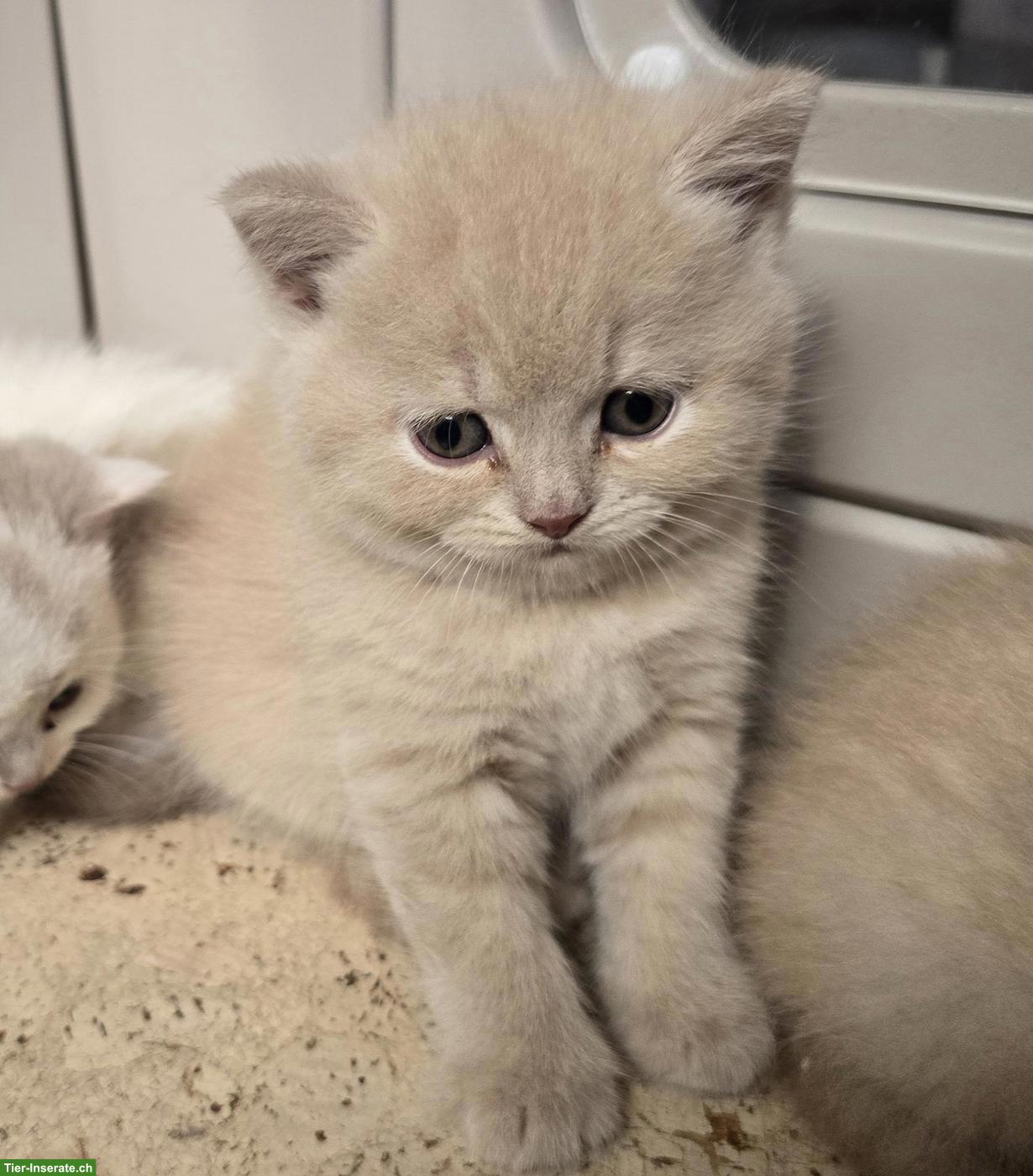 Bild 3: BKH Kitten mit Stammbaum vom Züchter