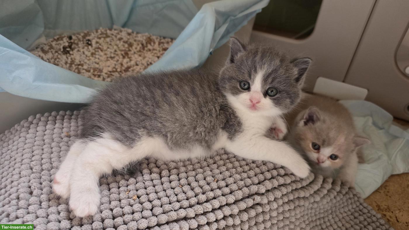 Bild 4: BKH Kitten mit Stammbaum vom Züchter