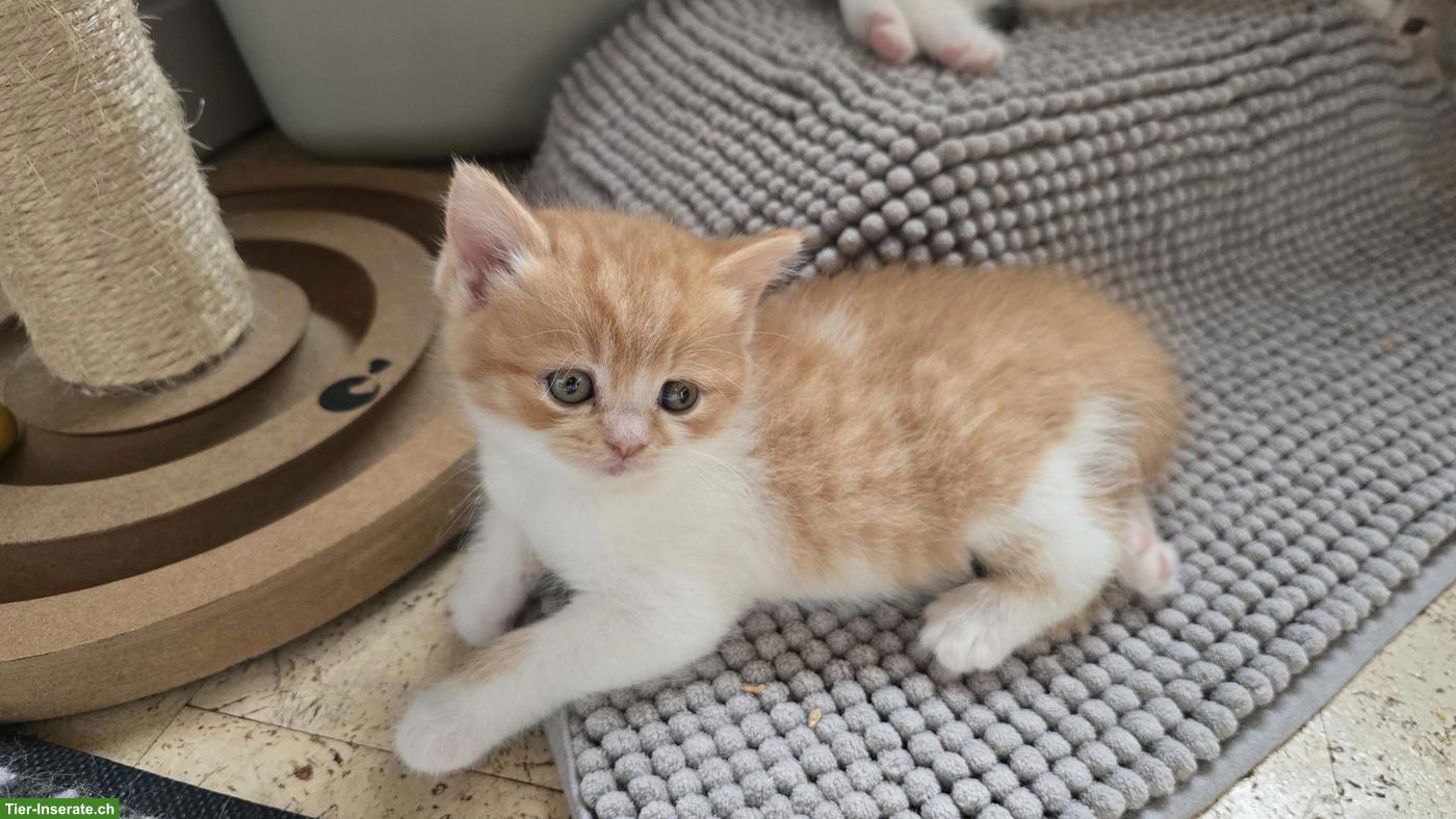 Bild 5: BKH Kitten mit Stammbaum vom Züchter