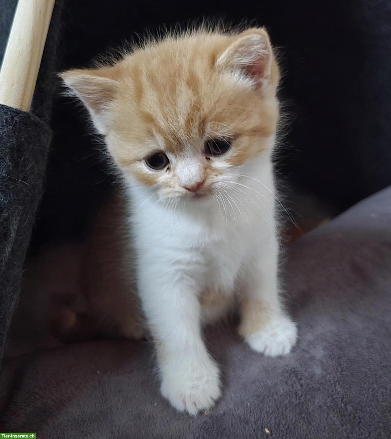 Bild 6: BKH Kitten mit Stammbaum vom Züchter