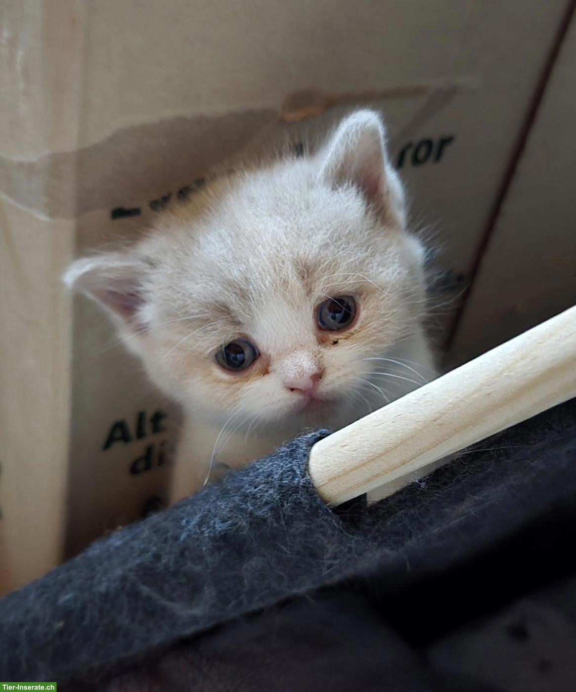 Bild 7: BKH Kitten mit Stammbaum vom Züchter