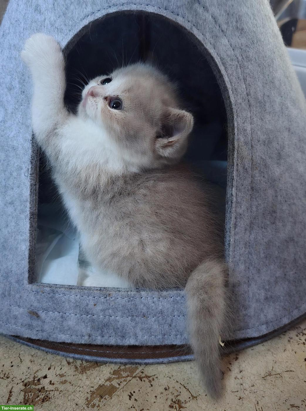 Bild 8: BKH Kitten mit Stammbaum vom Züchter