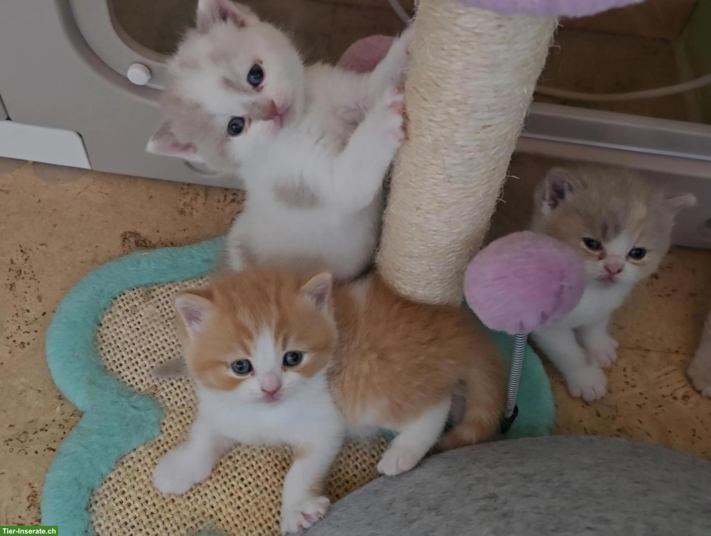 Bild 9: BKH Kitten mit Stammbaum vom Züchter