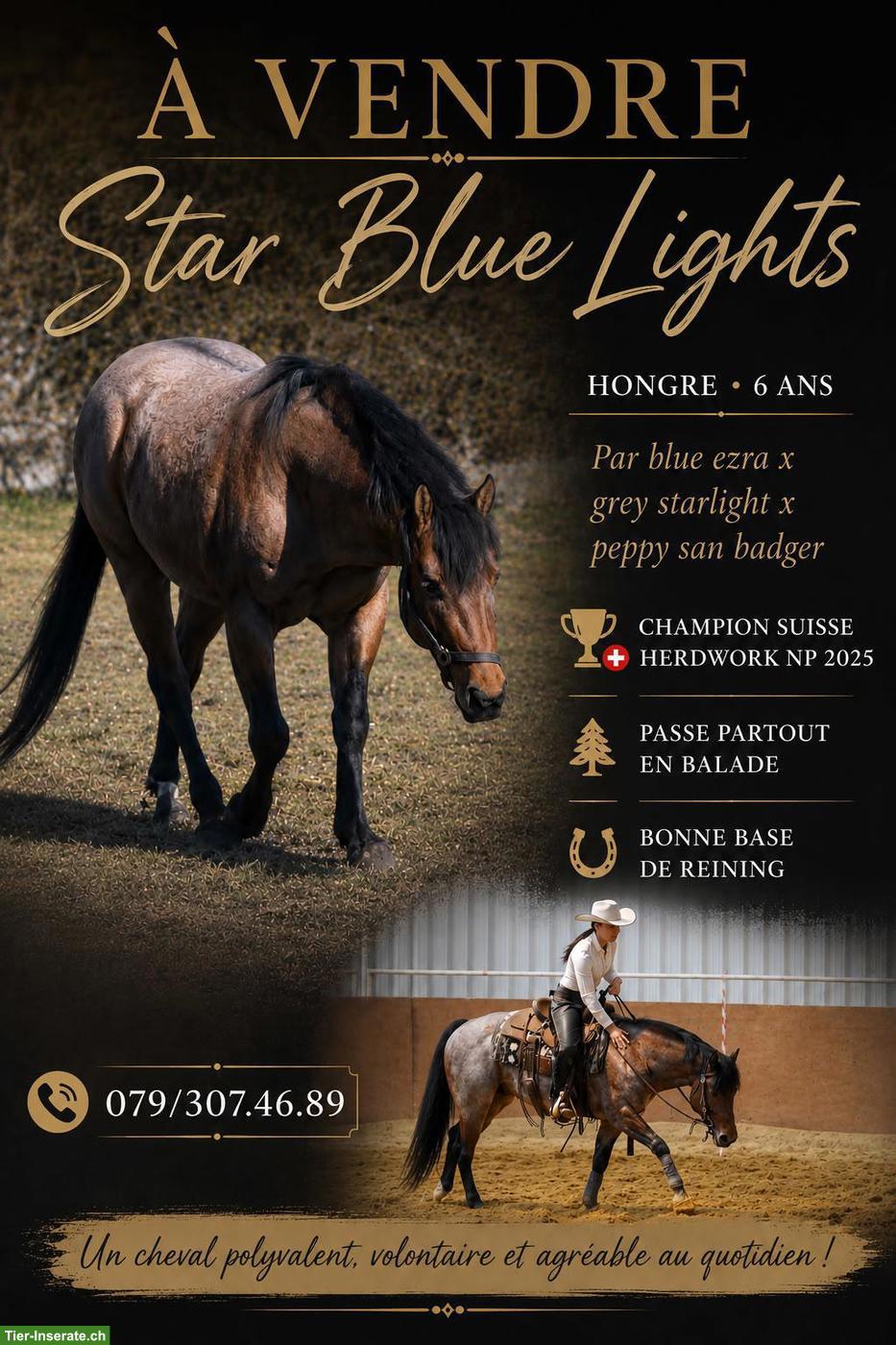 Vielseitiger Quarter Horse Wallach "Lights" (5-jährig) zu verkaufen