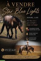 Vielseitiger Quarter Horse Wallach "Lights" (5-jährig) zu verkaufen