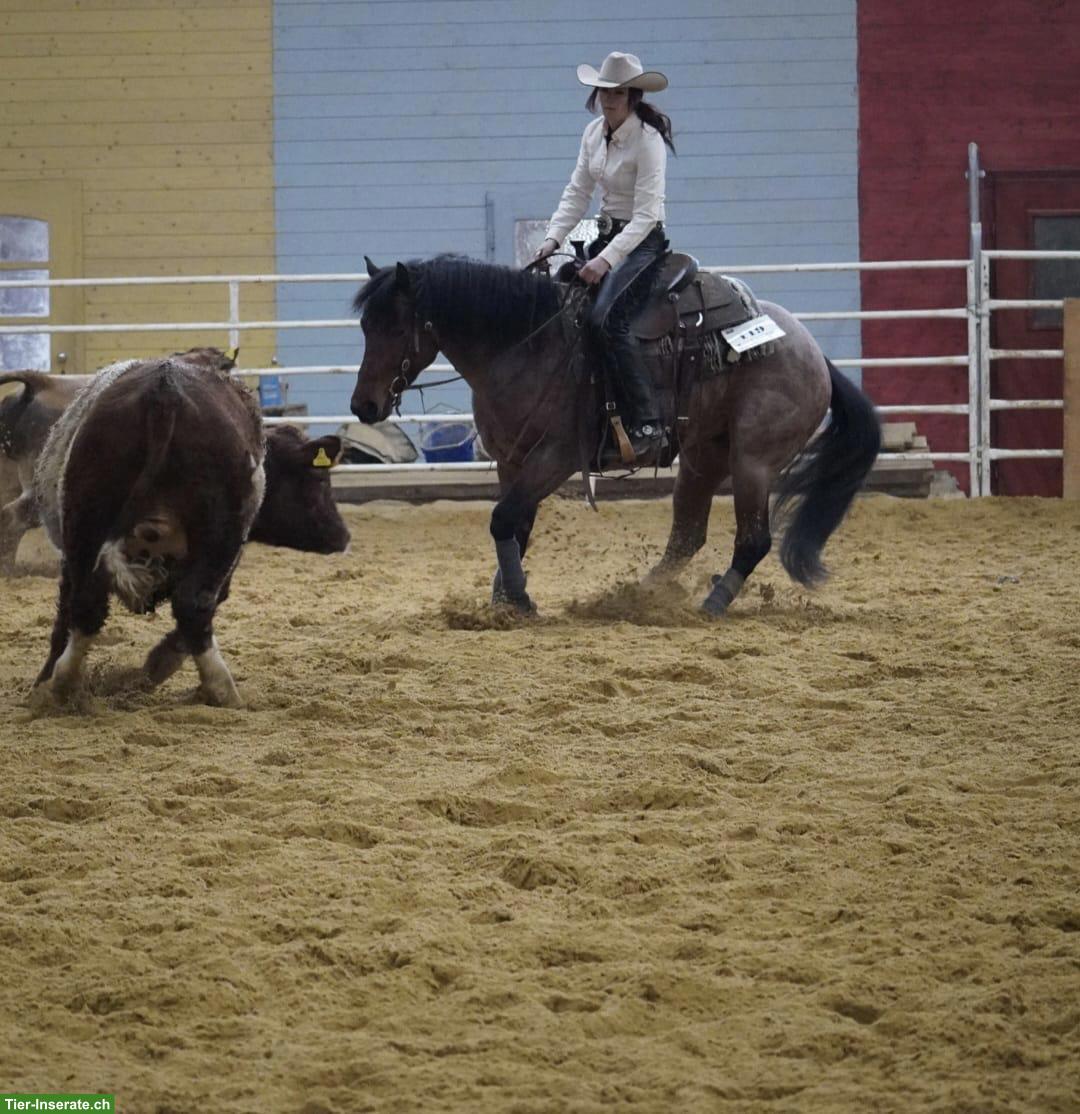 Bild 2: Vielseitiger Quarter Horse Wallach "Lights" (5-jährig) zu verkaufen