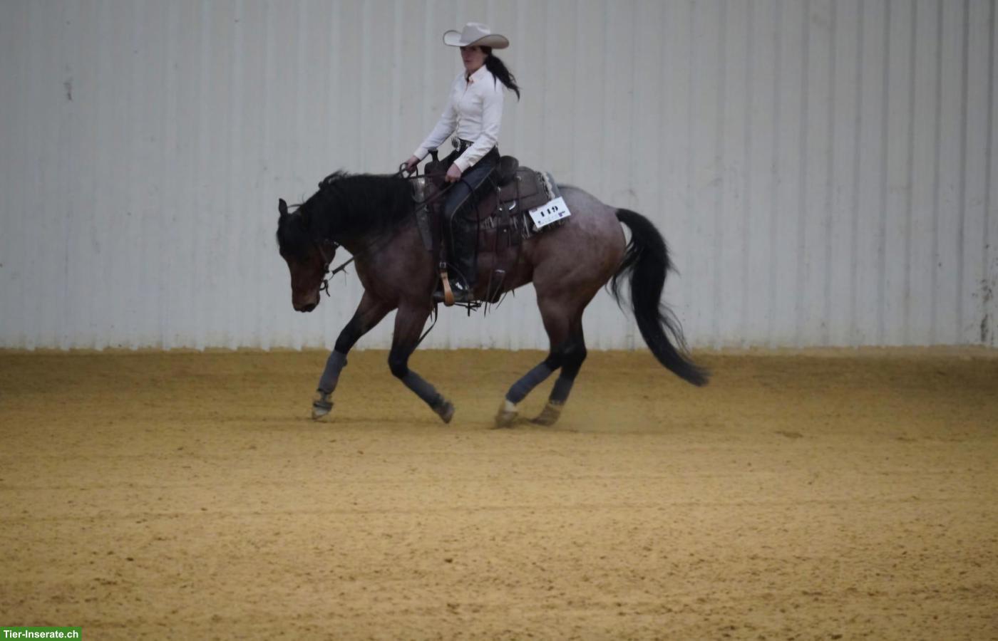 Bild 3: Vielseitiger Quarter Horse Wallach "Lights" (5-jährig) zu verkaufen