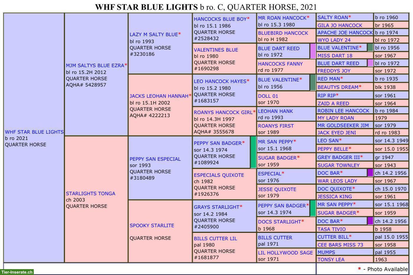 Bild 4: Vielseitiger Quarter Horse Wallach "Lights" (5-jährig) zu verkaufen