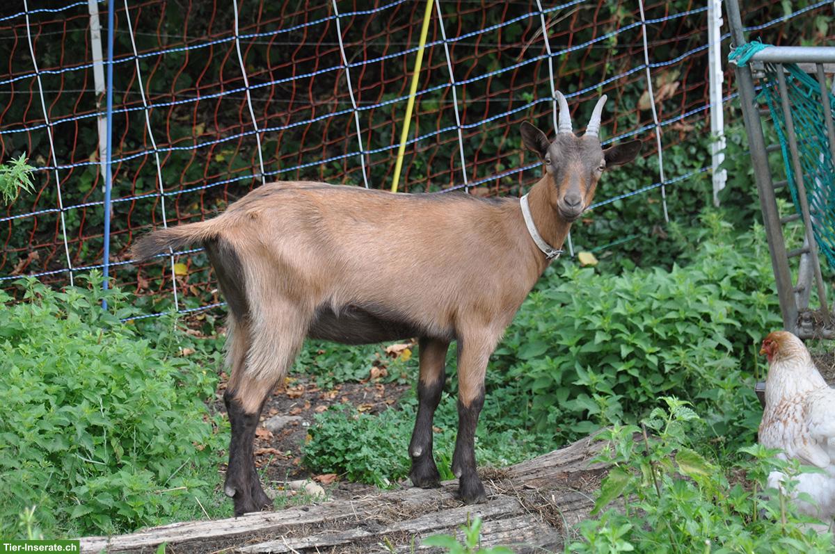 Schönes, kräftiges Stiefelgeiss-Gitzi (HB) zu verkaufen