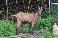 Schönes, kräftiges Stiefelgeiss-Gitzi (HB) zu verkaufen