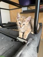 🐱 Grautiger Katze, weiblich sucht ein Zuhause