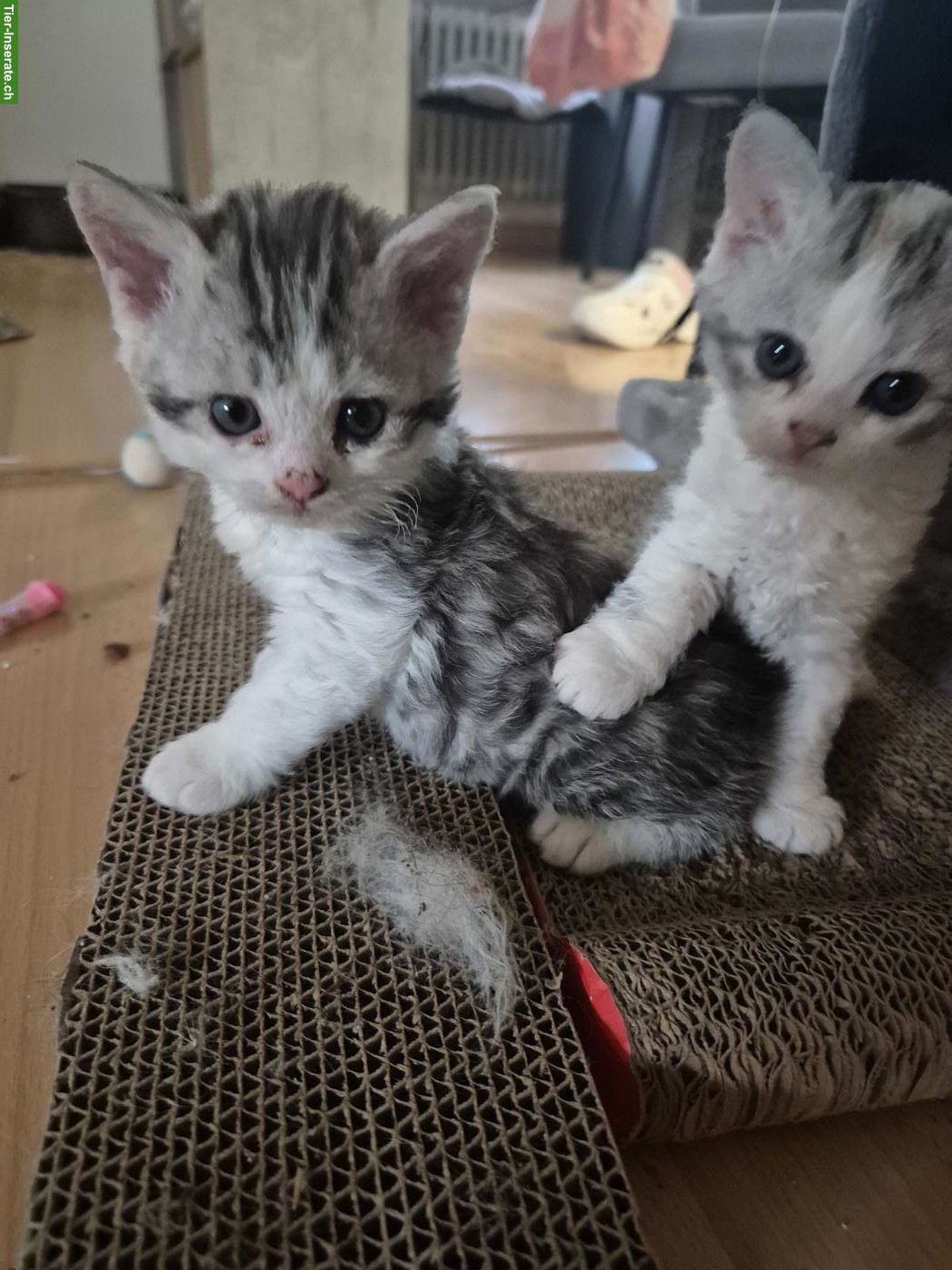 Herzensbrecher Selkirk Rex sucht sein zukünftiges Zuhause