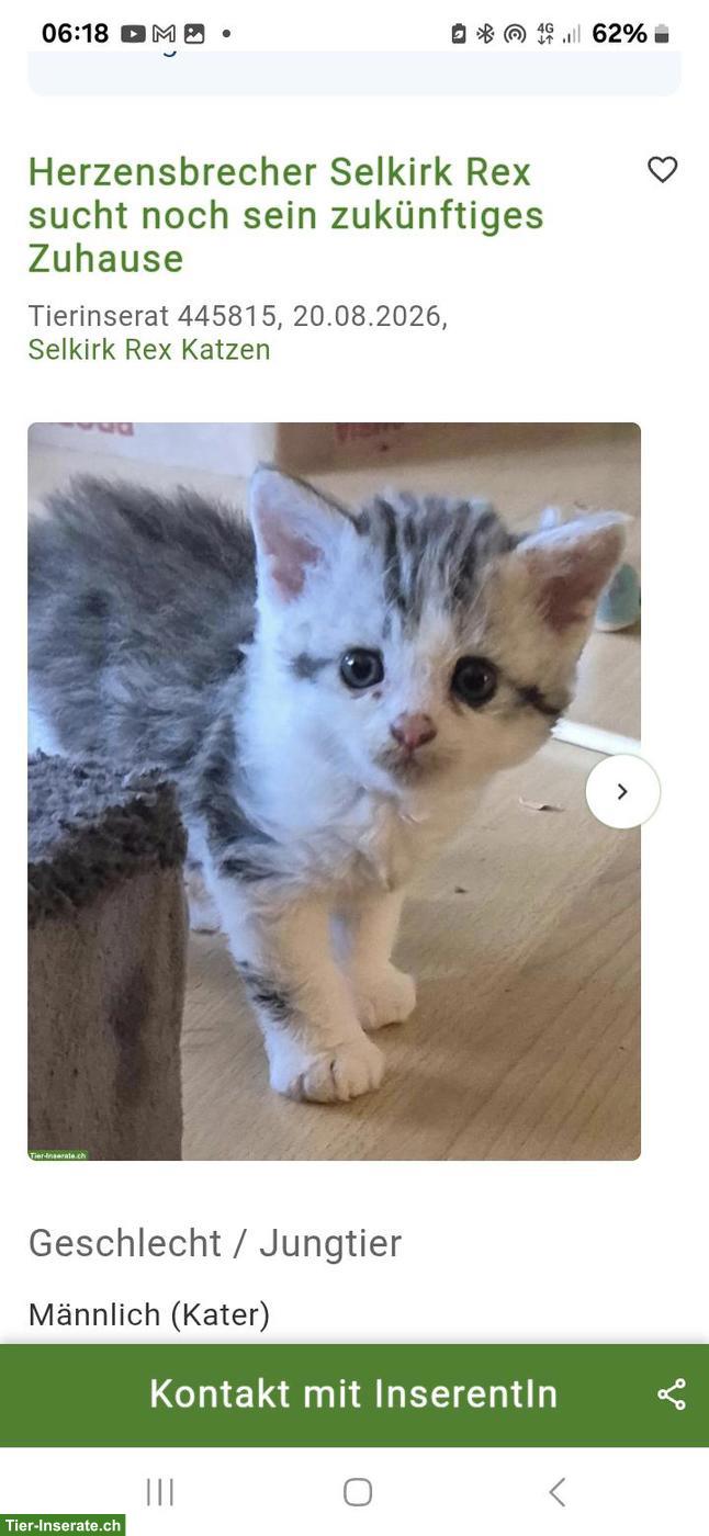 Bild 2: Herzensbrecher Selkirk Rex sucht sein zukünftiges Zuhause