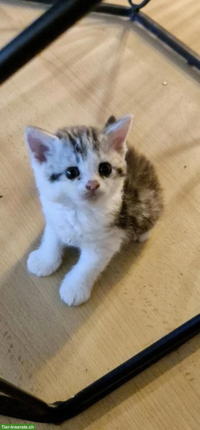 Bild 3: Herzensbrecher Selkirk Rex sucht sein zukünftiges Zuhause