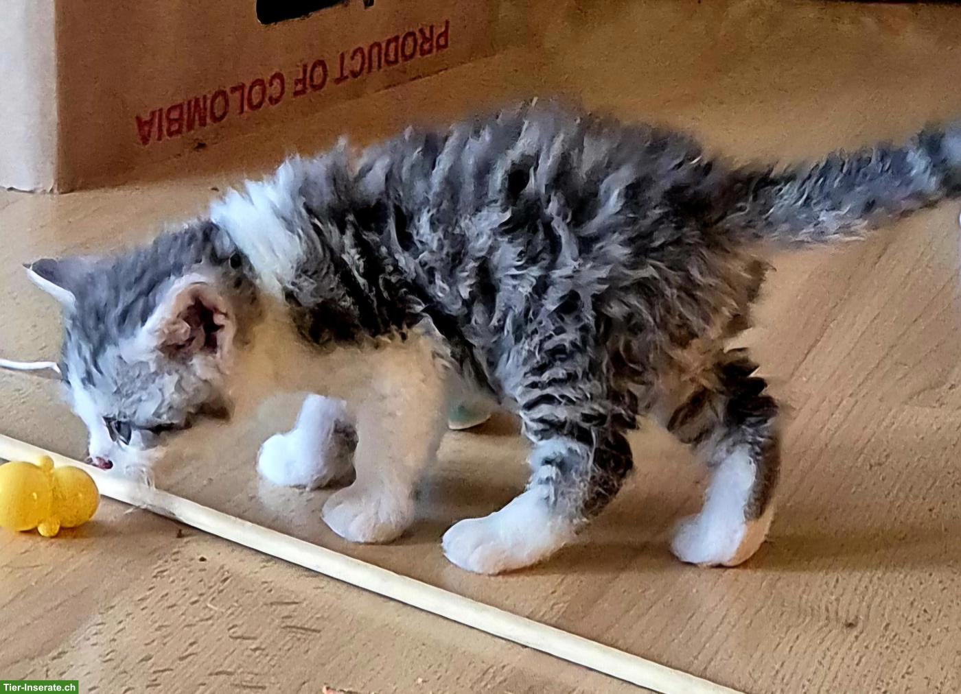 Bild 4: Herzensbrecher Selkirk Rex sucht sein zukünftiges Zuhause