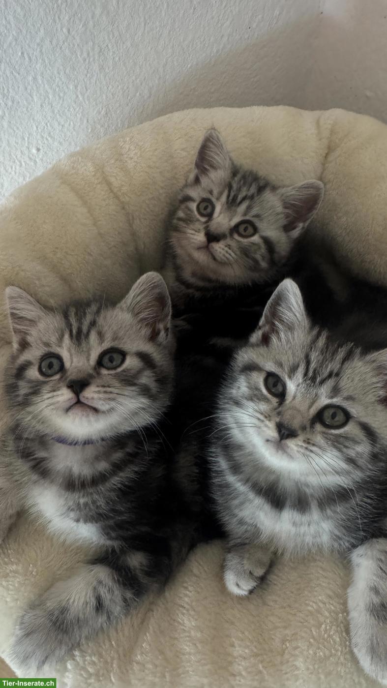 BKH Katzenbabys suchen liebes Zuhause