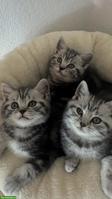 BKH Katzenbabys suchen liebes Zuhause
