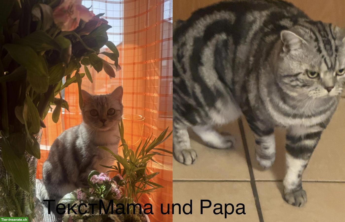 Bild 2: BKH Katzenbabys suchen liebes Zuhause