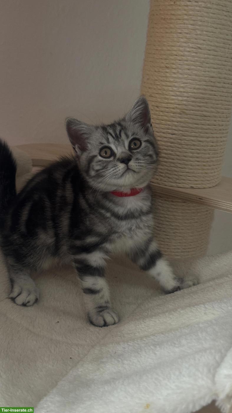 Bild 3: BKH Katzenbabys suchen liebes Zuhause