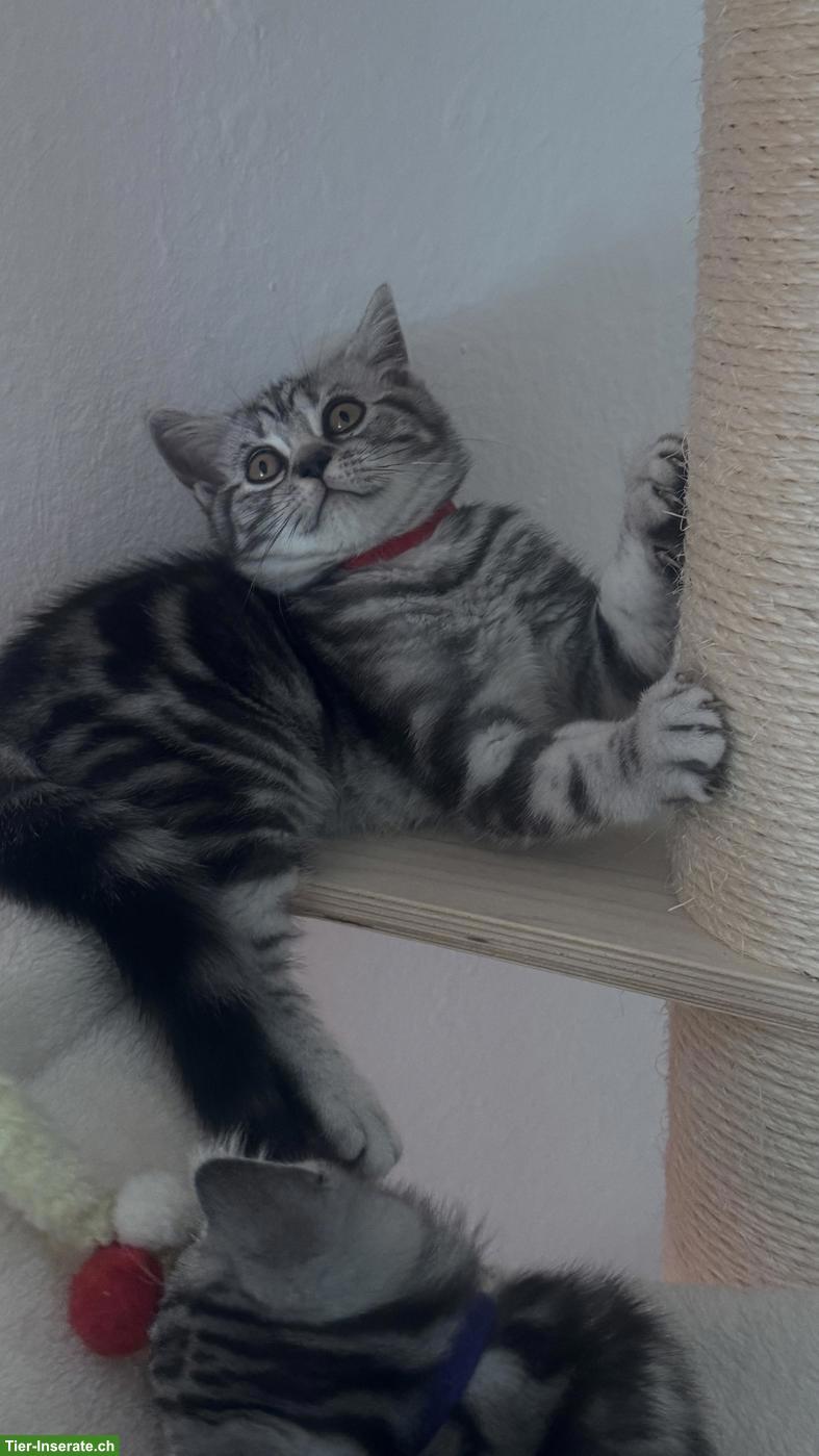 Bild 4: BKH Katzenbabys suchen liebes Zuhause