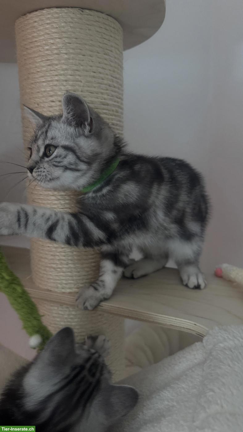 Bild 5: BKH Katzenbabys suchen liebes Zuhause
