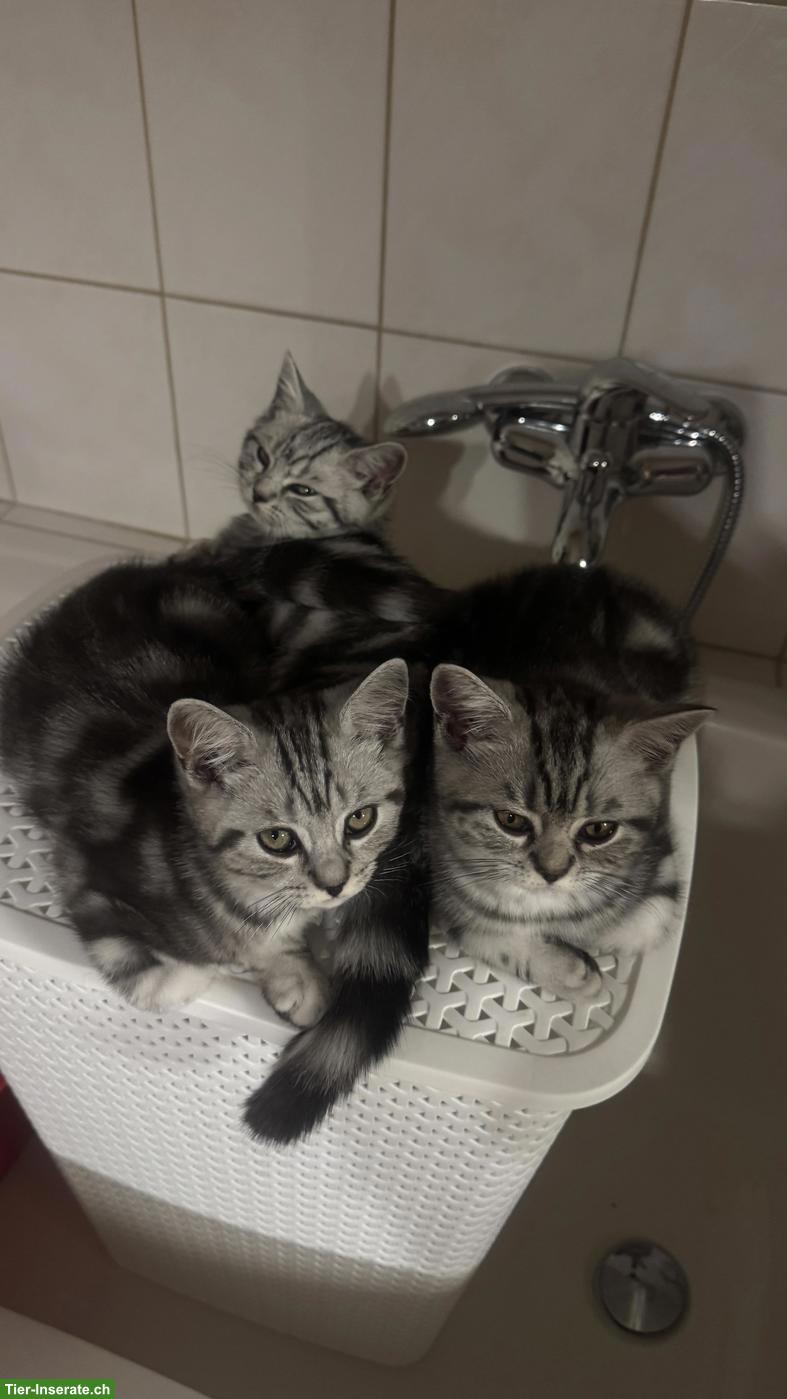 Bild 6: BKH Katzenbabys suchen liebes Zuhause