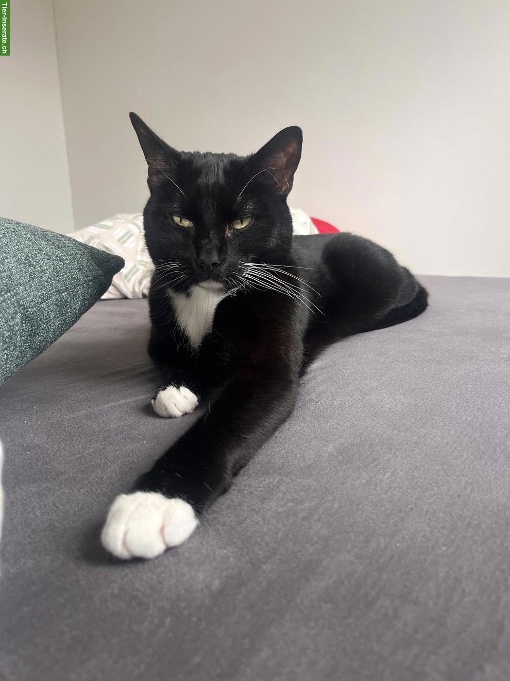 Kater Pepper sucht liebevolles, ruhiges Zuhause