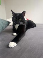 Kater Pepper sucht liebevolles, ruhiges Zuhause