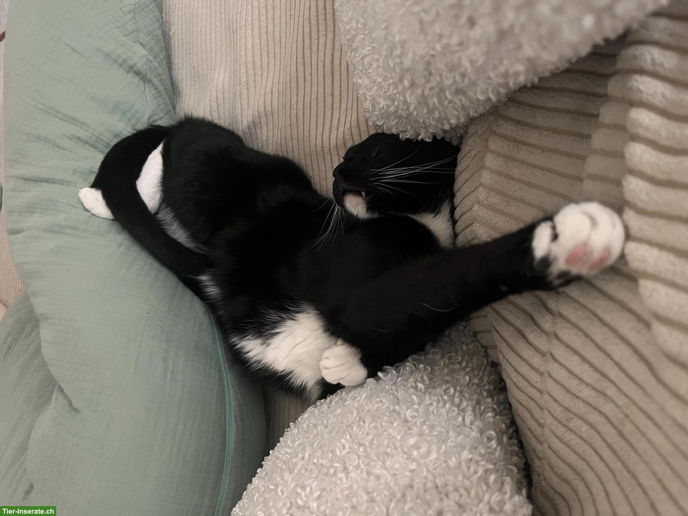 Bild 2: Kater Pepper sucht liebevolles, ruhiges Zuhause