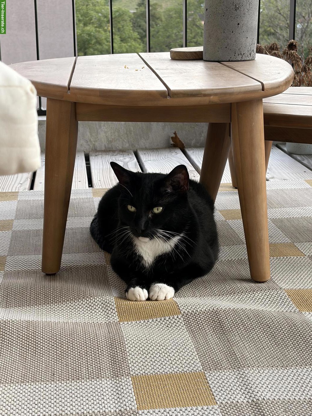 Bild 3: Kater Pepper sucht liebevolles, ruhiges Zuhause