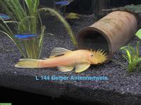 L 144 Gelber Antennenwels zu verkaufen