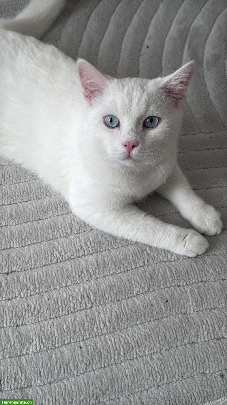 Weisser Kater Simba, 1,5-jährig sucht ein neues Zuhause