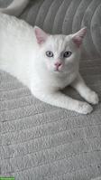 Weisser Kater Simba, 1,5-jährig sucht ein neues Zuhause