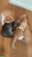 Wunderschöne Kitten suchen liebevolles Zuhause